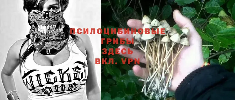 где продают наркотики  Инта  Псилоцибиновые грибы Psilocybine cubensis 